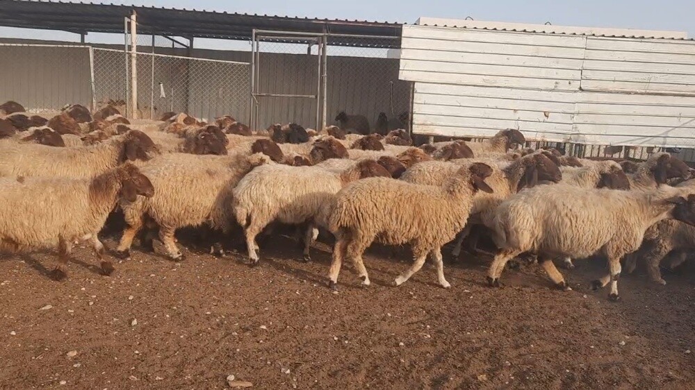 للبيع غنم سوريه طيبه - 4
