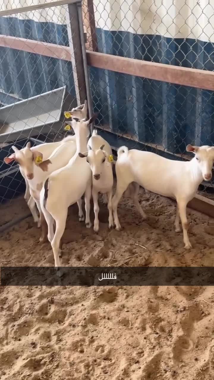 تيوس  - 1