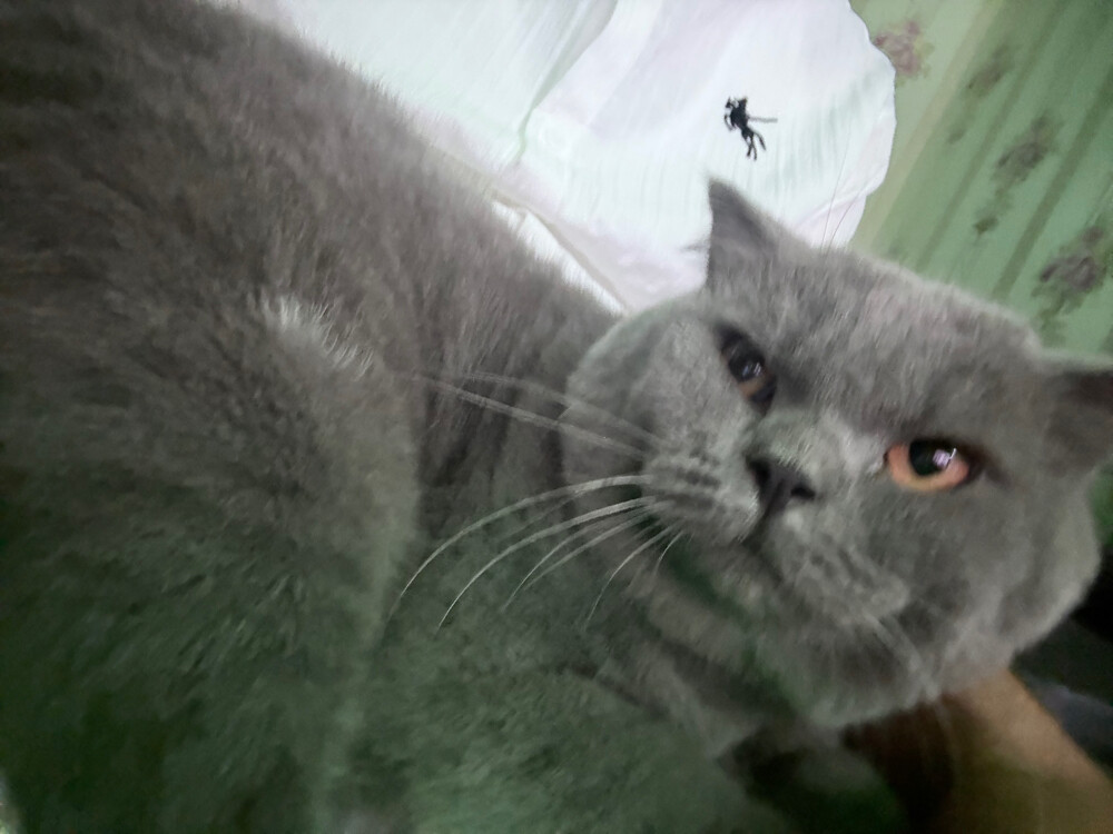 Male Scottish Fold, - 2