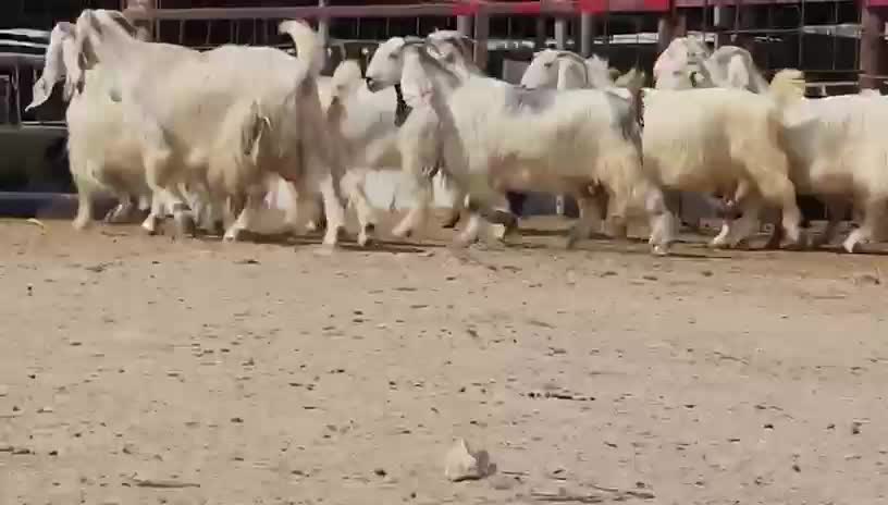 معزا برص - 1