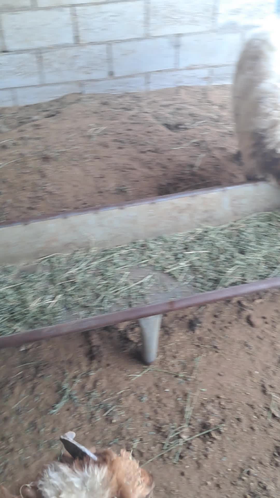 خرفان ذبايح سوريه وبلديه طيبه - 1
