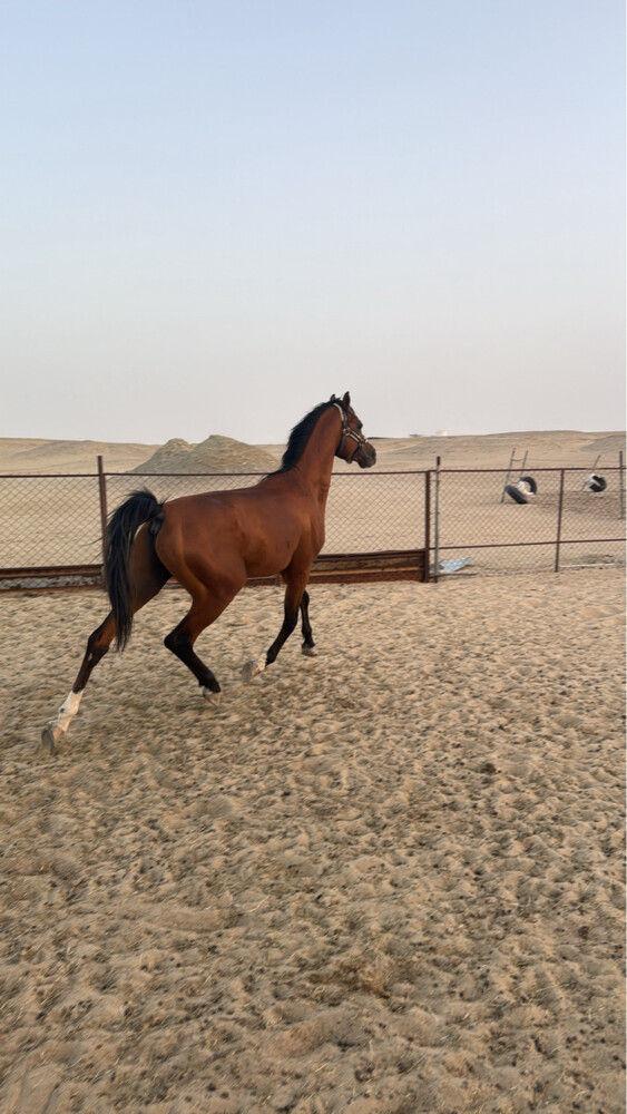 خيول عربيه  - 2