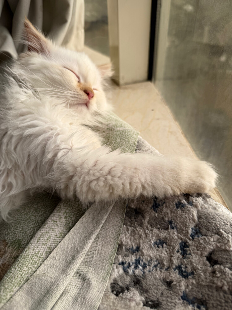 Persian male neutered cat. - 5