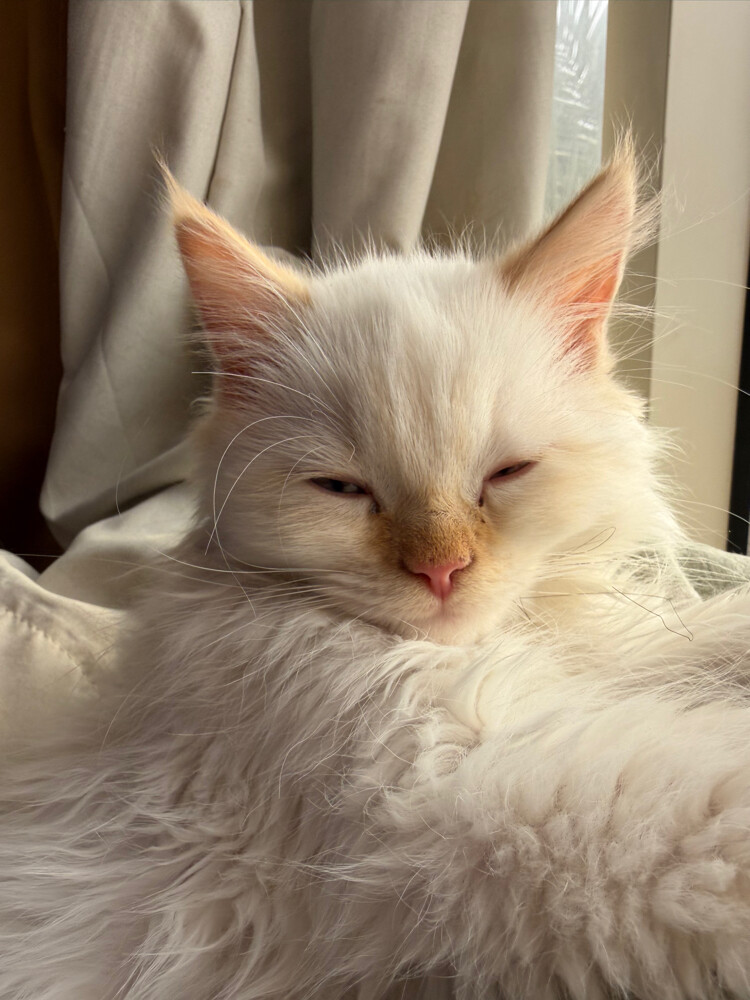 Persian male neutered cat. - 1