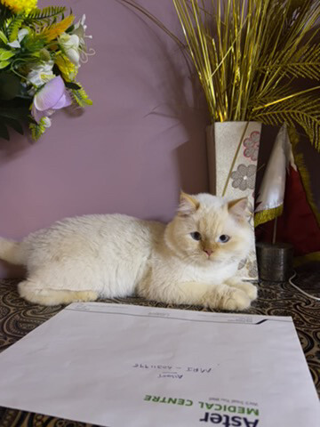 Persian male neutered cat. - 4