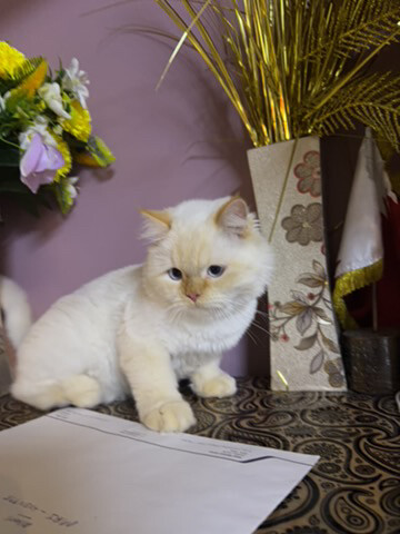 Persian male neutered cat. - 2