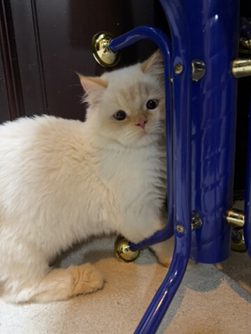 Persian male neutered cat. - 3