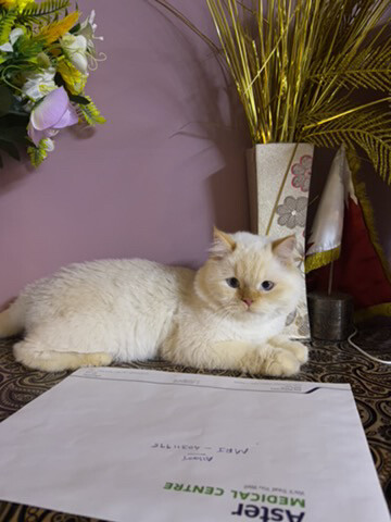 Persian male neutered cat. - 6