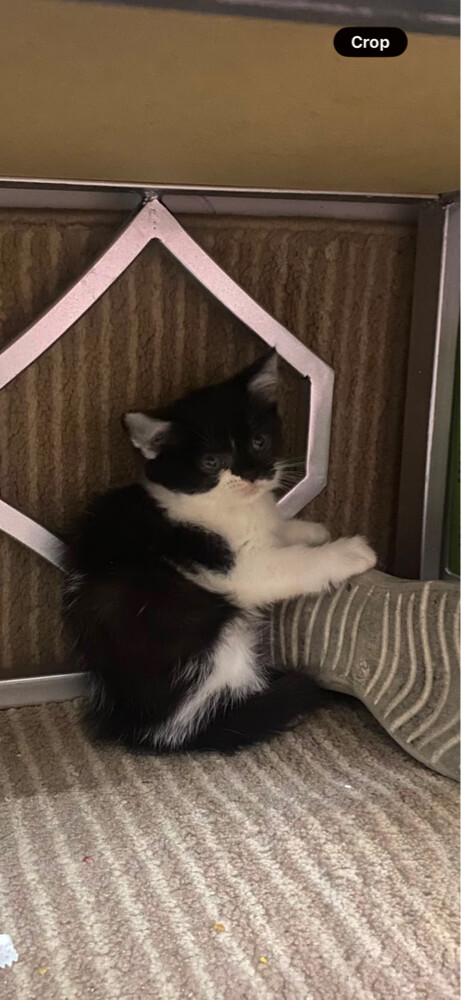 Kitten  - 1