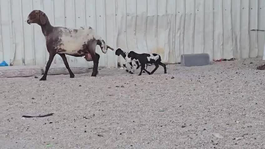 للبيع شاة سوريه وليد طيبه - 2