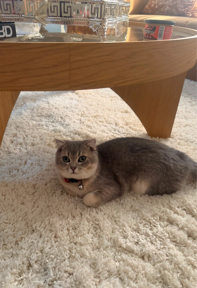 lovely friendly cat female  - 4