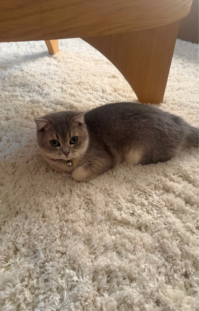 lovely friendly cat female  - 3