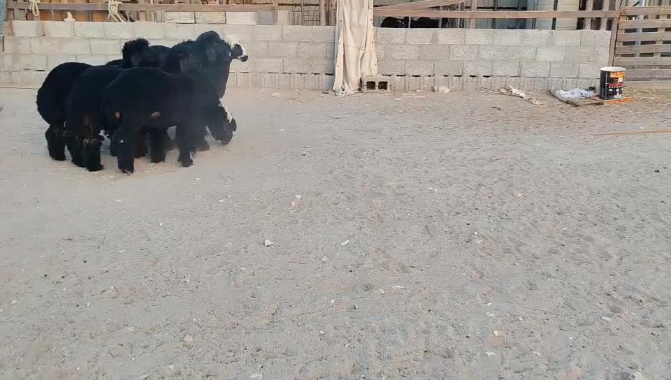 رخال عرب طيبه - 1