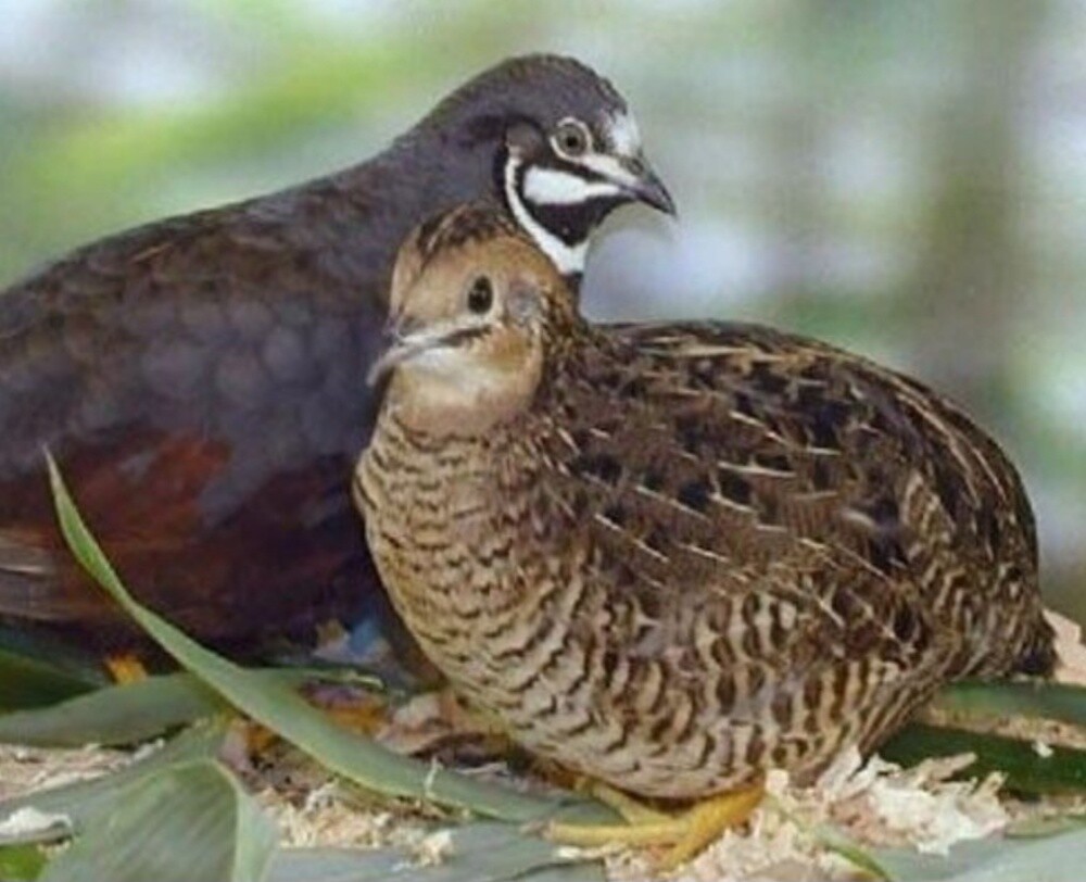 Chinese quail - 1