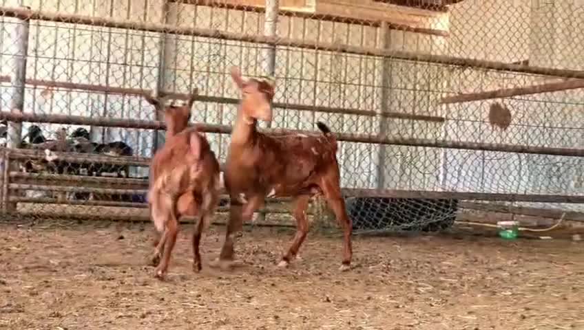 للبيع معزه عمانيات حمر اصايل طيبه - 3
