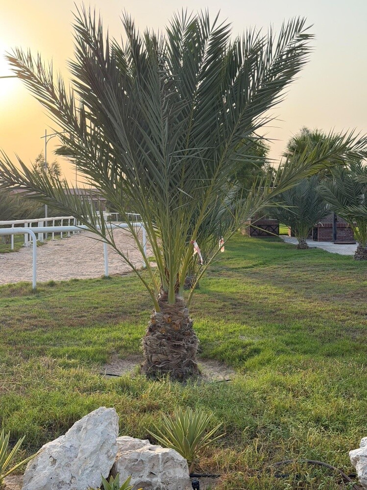 نخل مجدول(مجهول) مضمون - 1