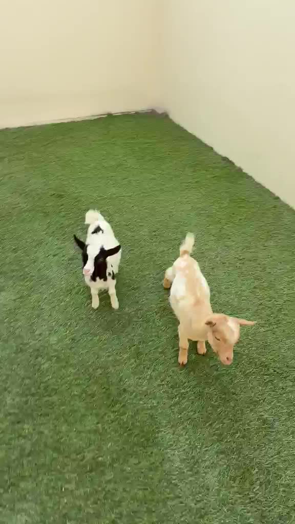 dwarf goats - 2