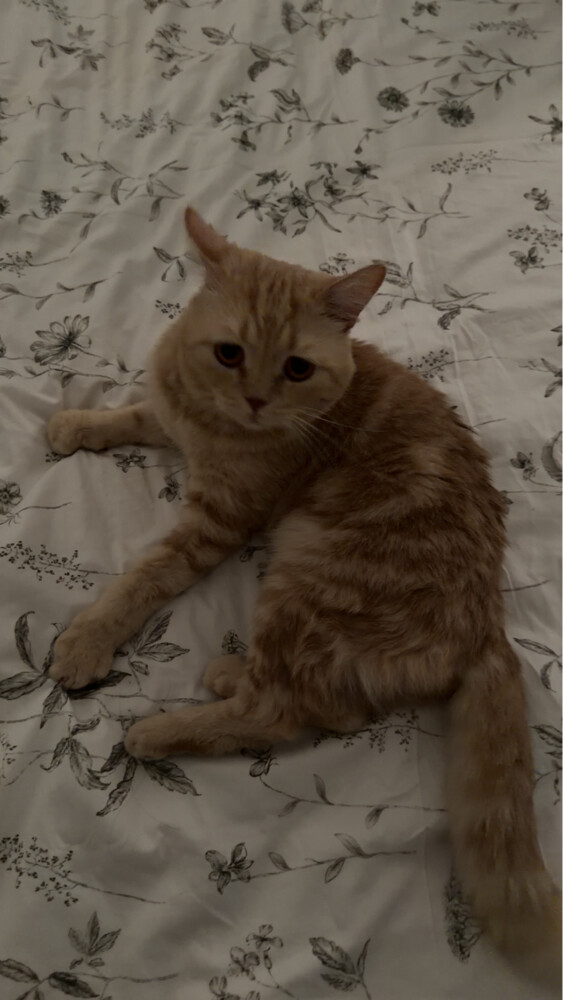 Male cat for adoption - 2