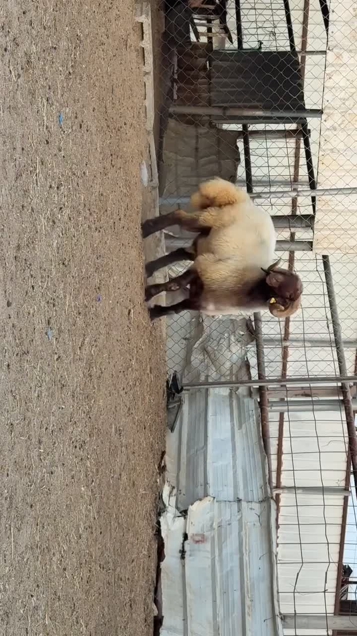 للبيع خروف فحل سوري صنف فاخر  - 5