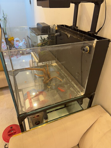 red sea fish tank - 2