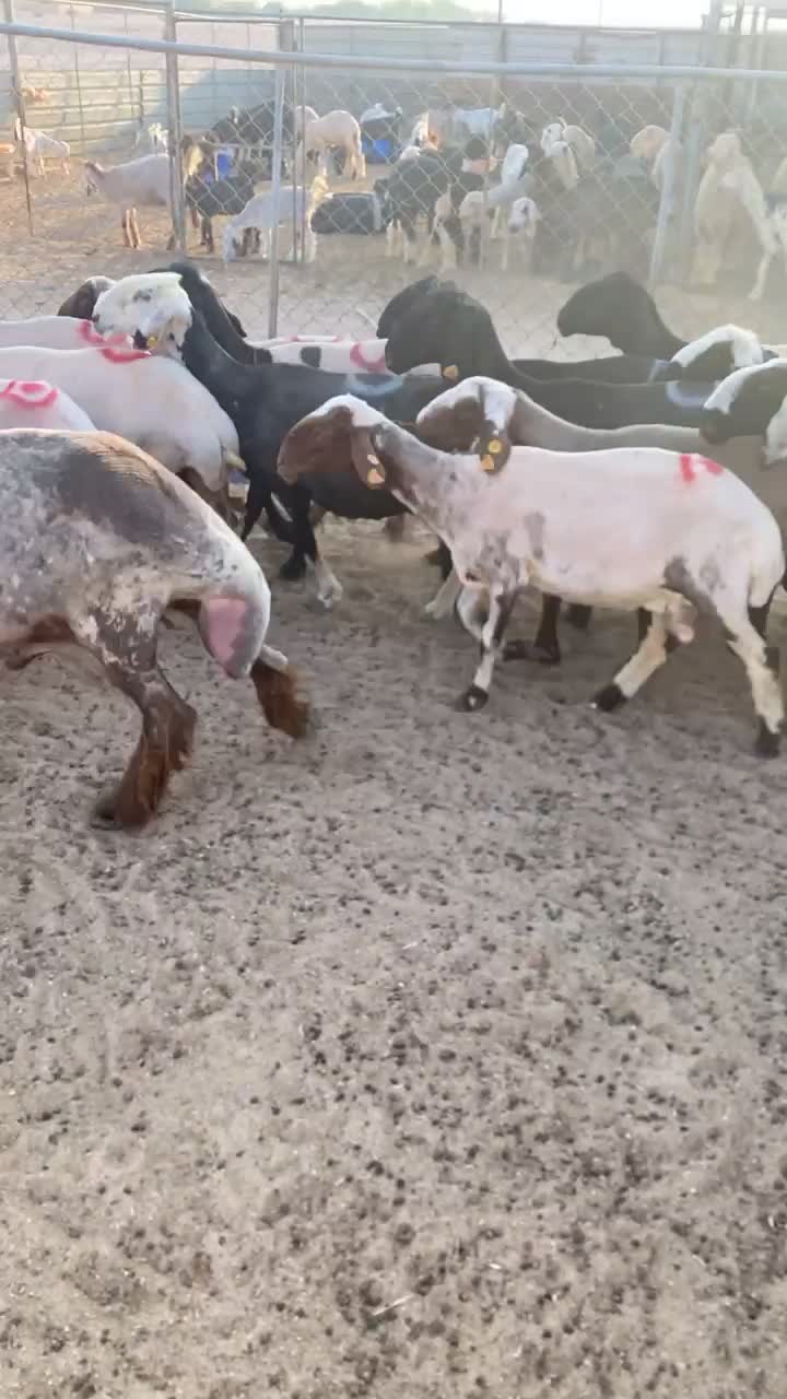 مراح كامل متكامل - 1