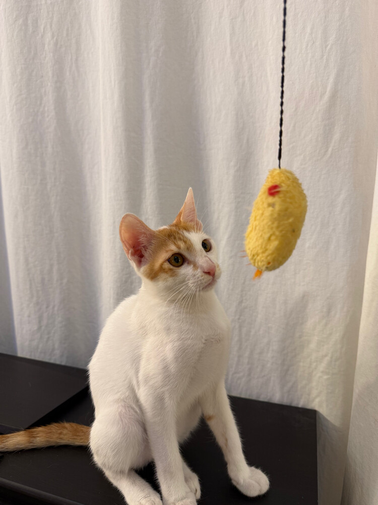cute little pussycat - 2