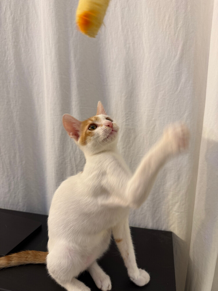 cute little pussycat - 3