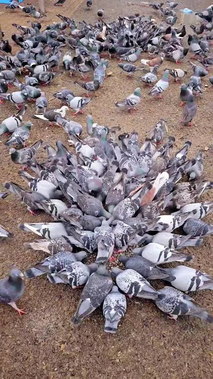 pigeons - 1