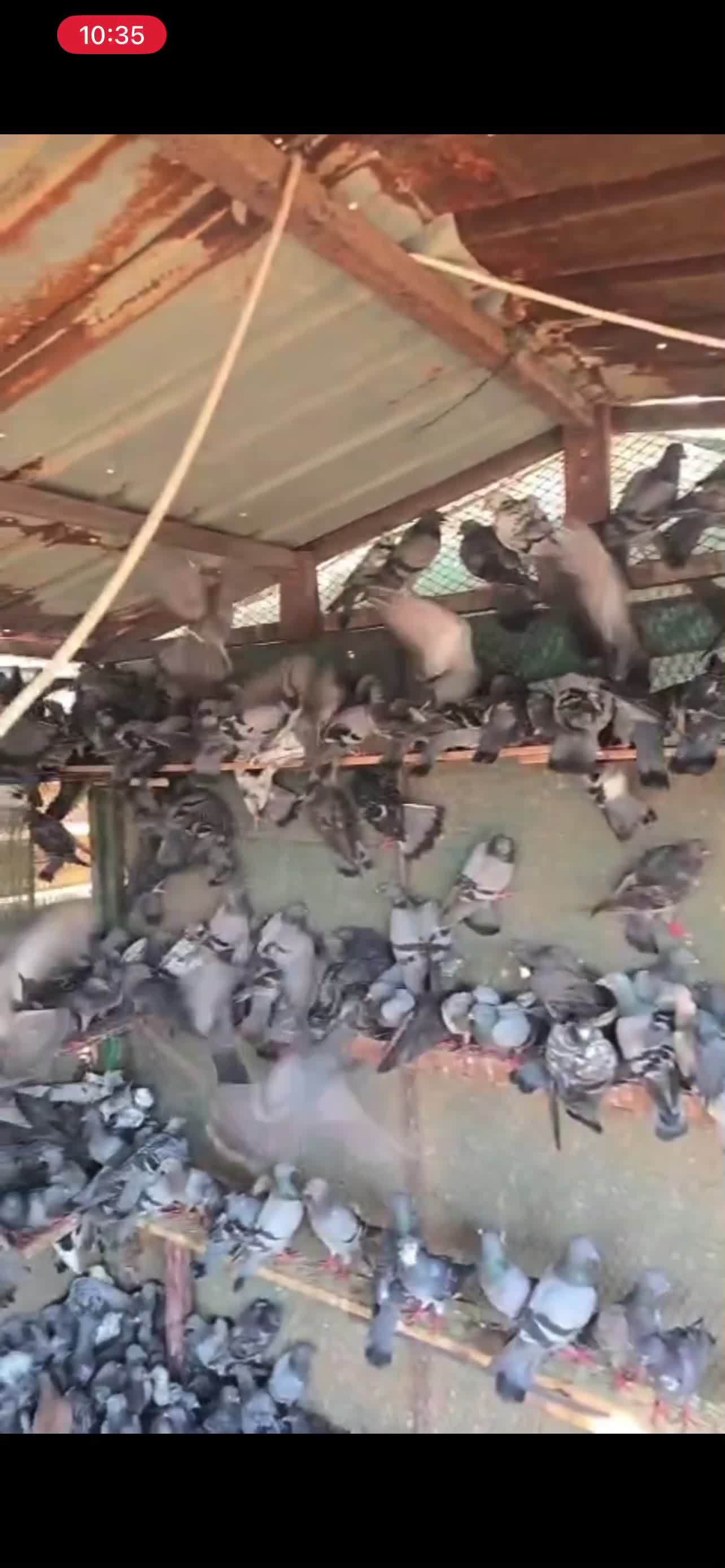 pigeons - 2