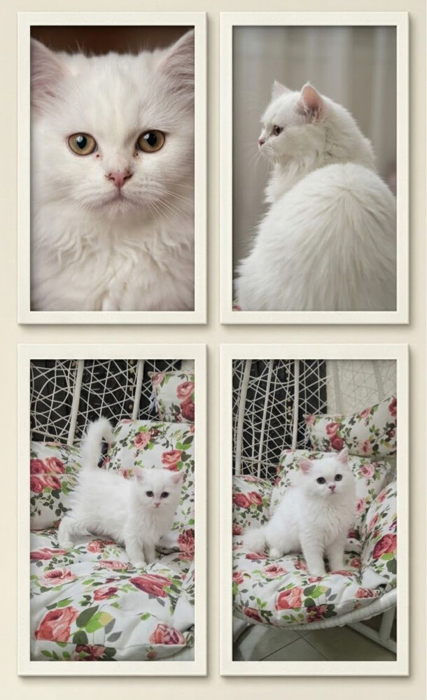 Female Persian cat Moon Face - 2
