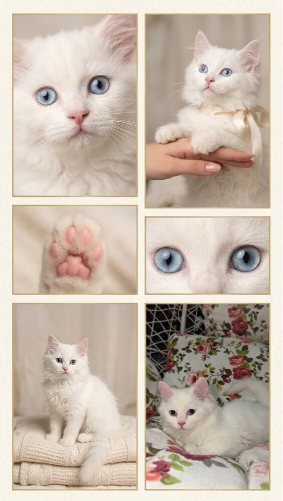 Female Persian cat Moon Face - 3