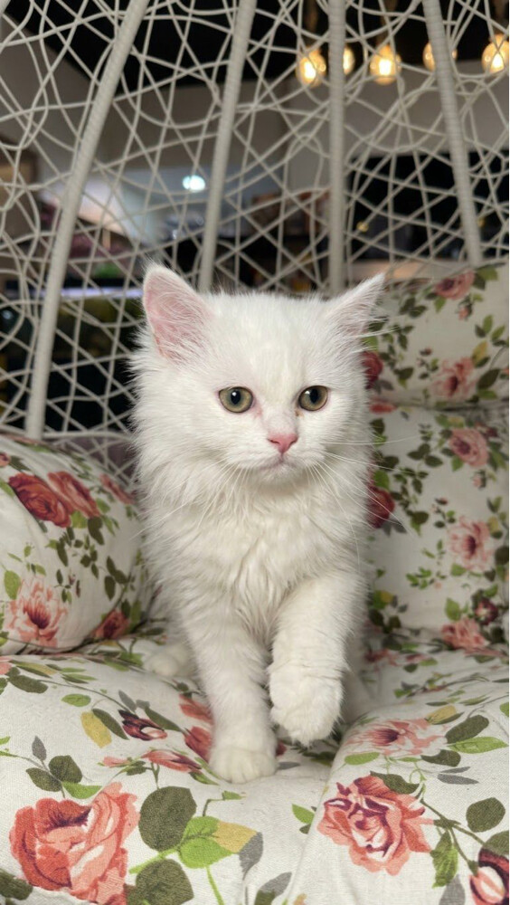 Female Persian cat Moon Face - 4