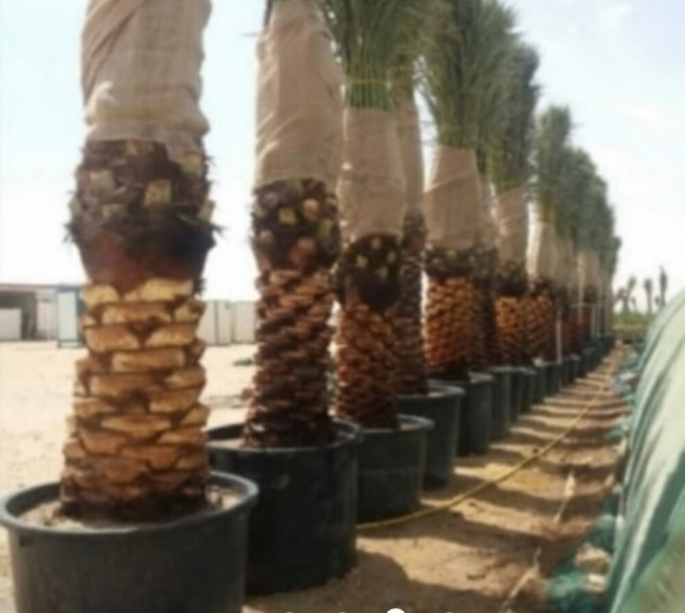 أعمال الزراعه - 20