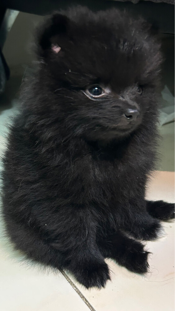 puppies Pomeranian pure - 8
