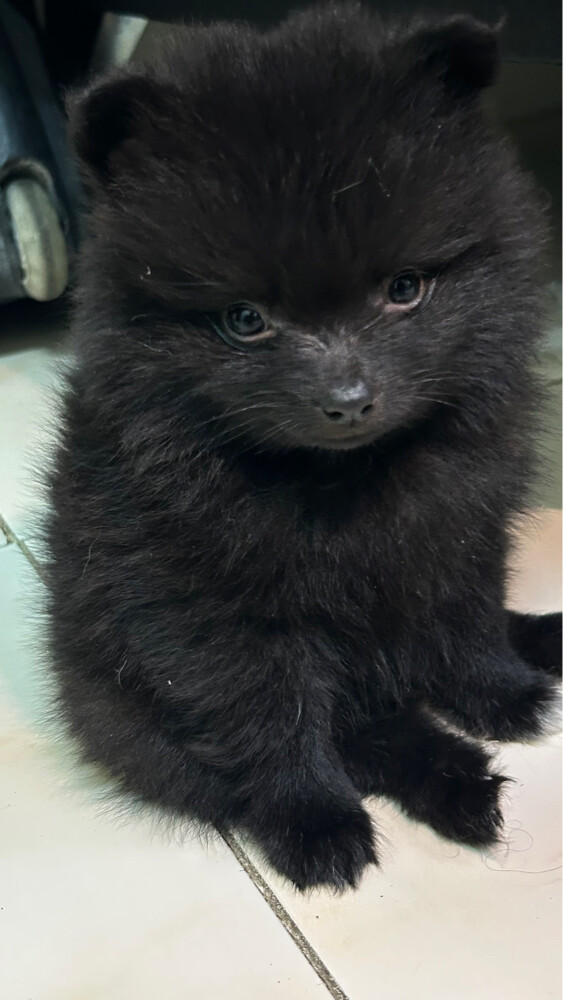 puppies Pomeranian pure - 4