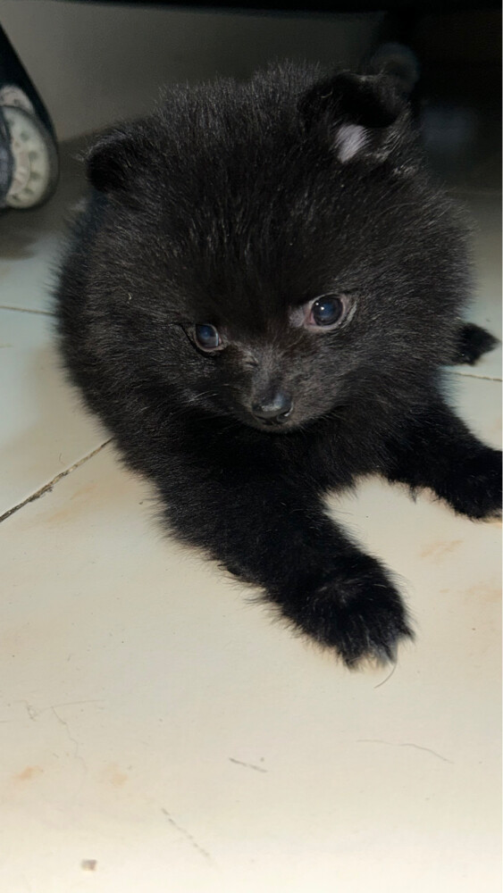 puppies Pomeranian pure - 6