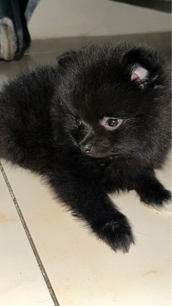 puppies Pomeranian pure - 3