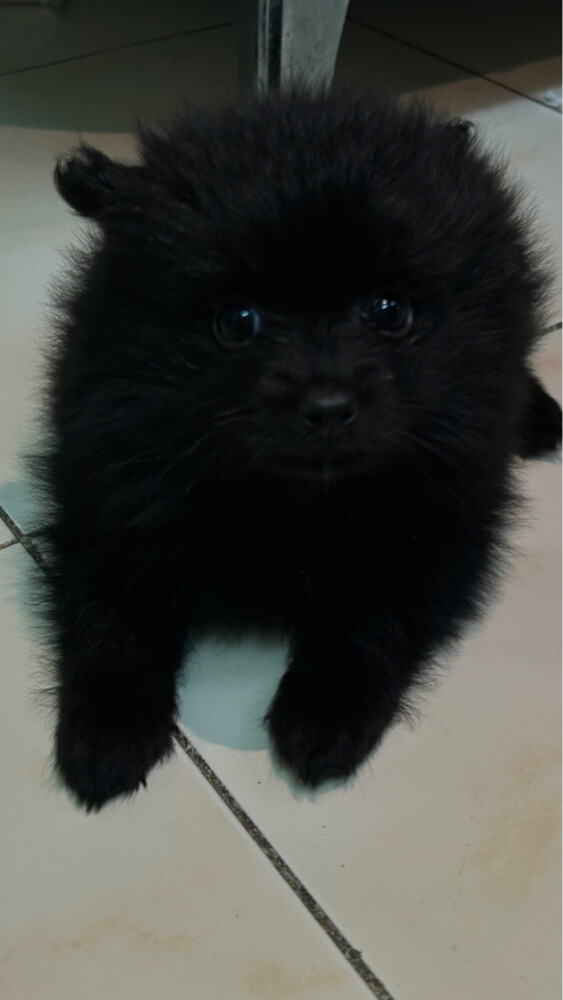 puppies Pomeranian pure - 5