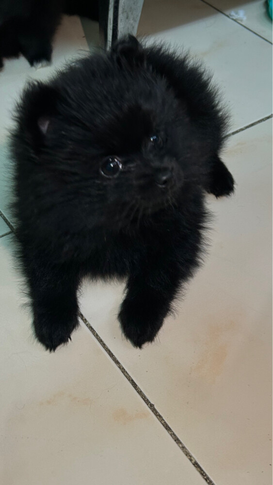 puppies Pomeranian pure - 7