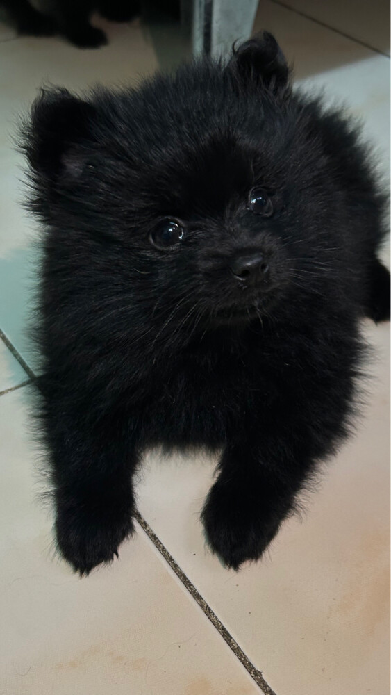 puppies Pomeranian pure - 9