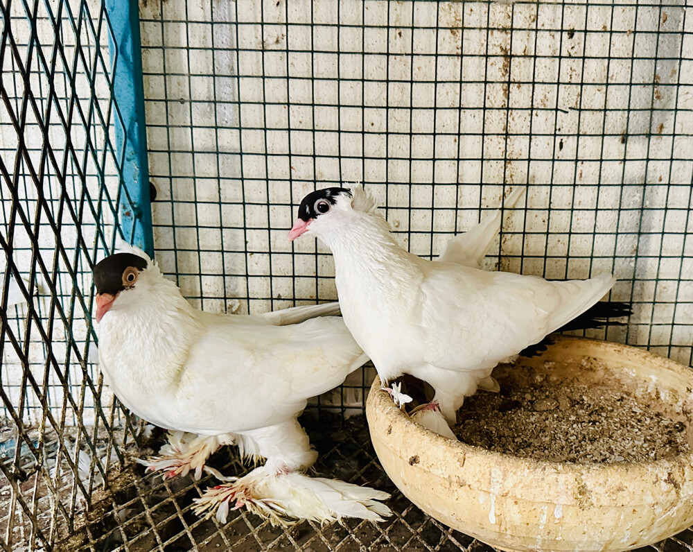 6 ازواج زينة  - 5