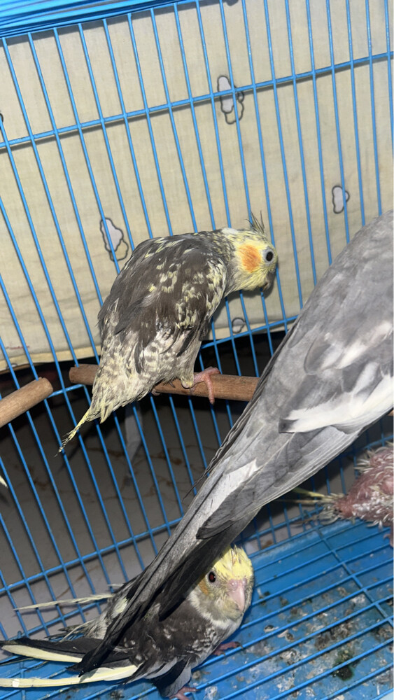  4 breedingcocktail home breed and  - 6