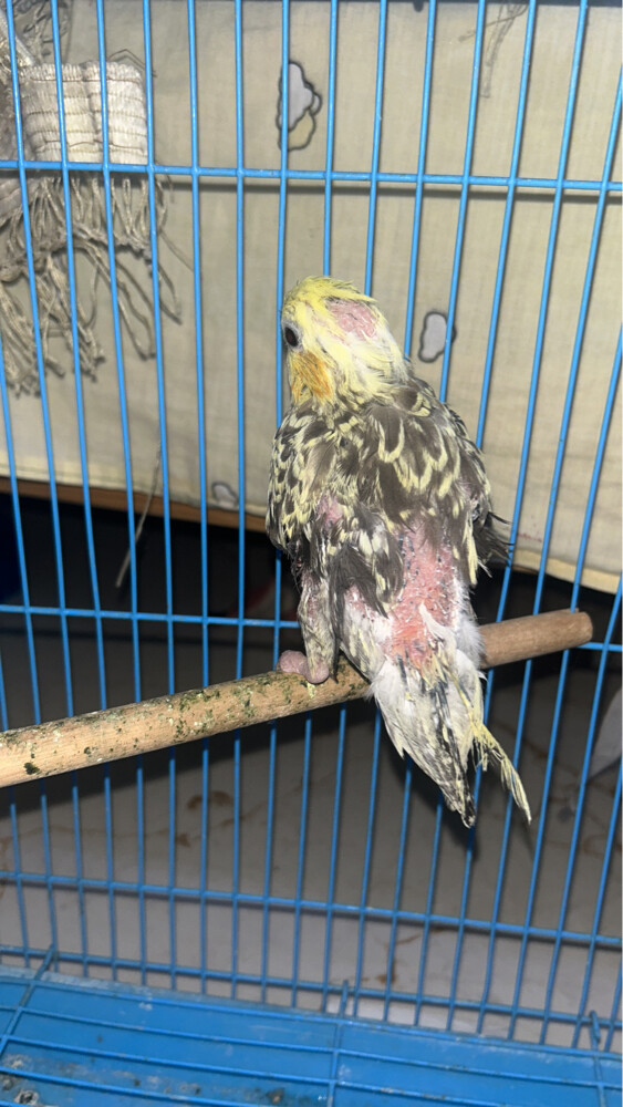  4 breedingcocktail home breed and  - 5