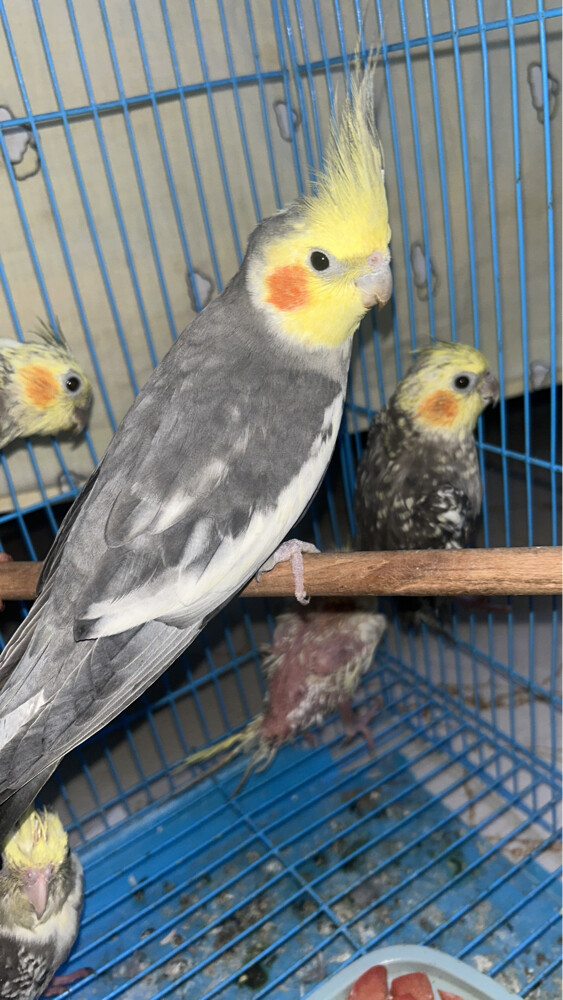  4 breedingcocktail home breed and  - 4