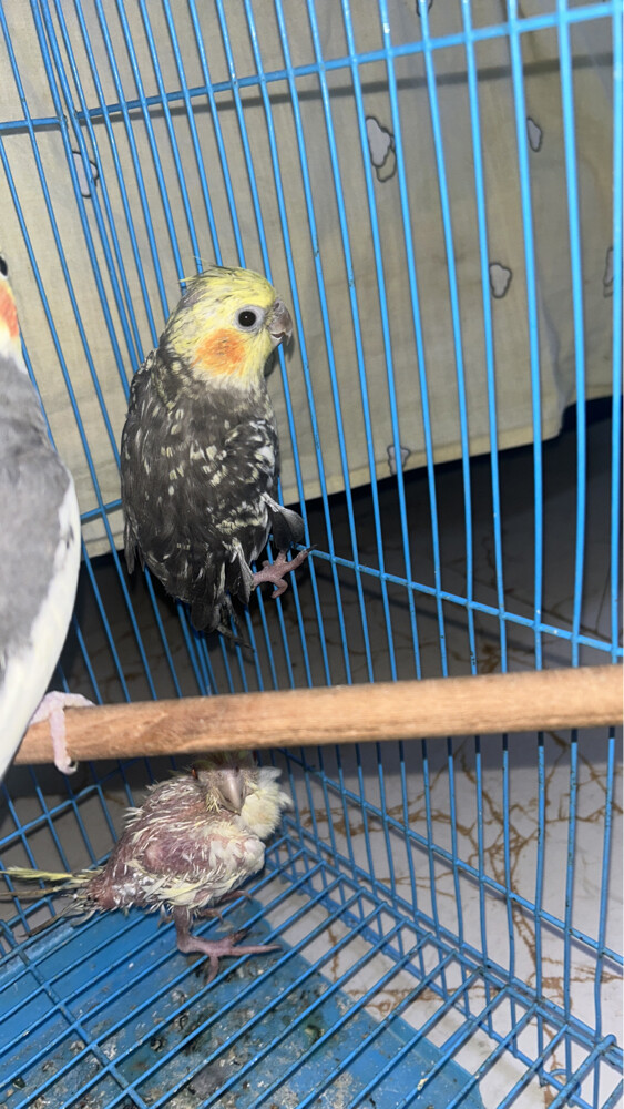  4 breedingcocktail home breed and  - 7