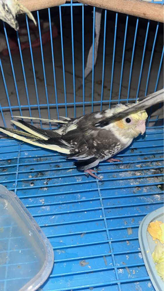 4 breedingcocktail home breed and  - 8