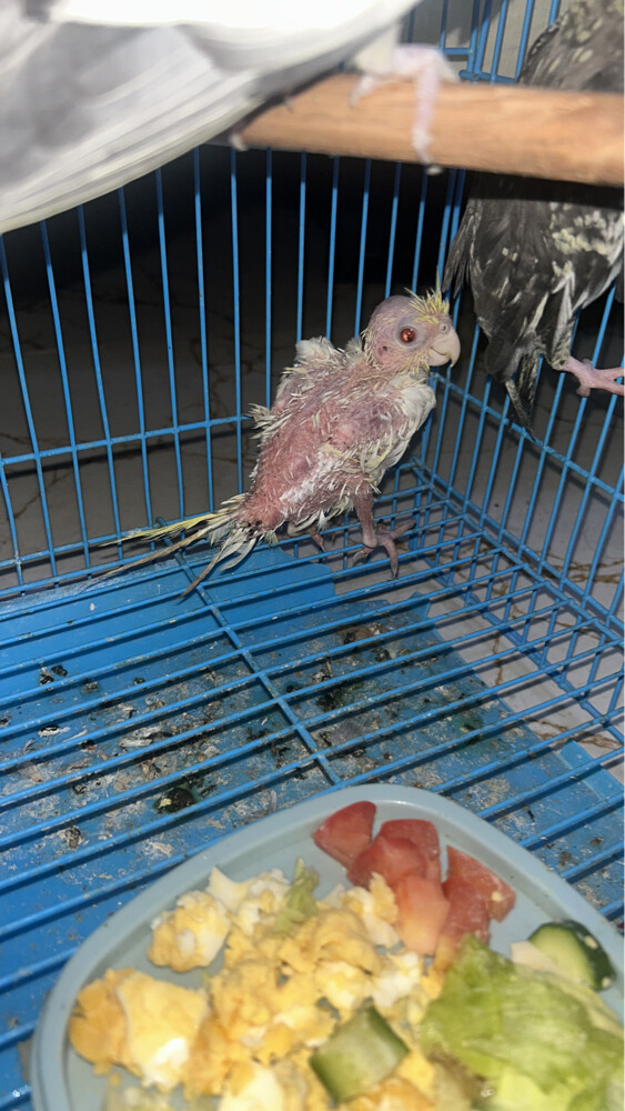  4 breedingcocktail home breed and  - 3
