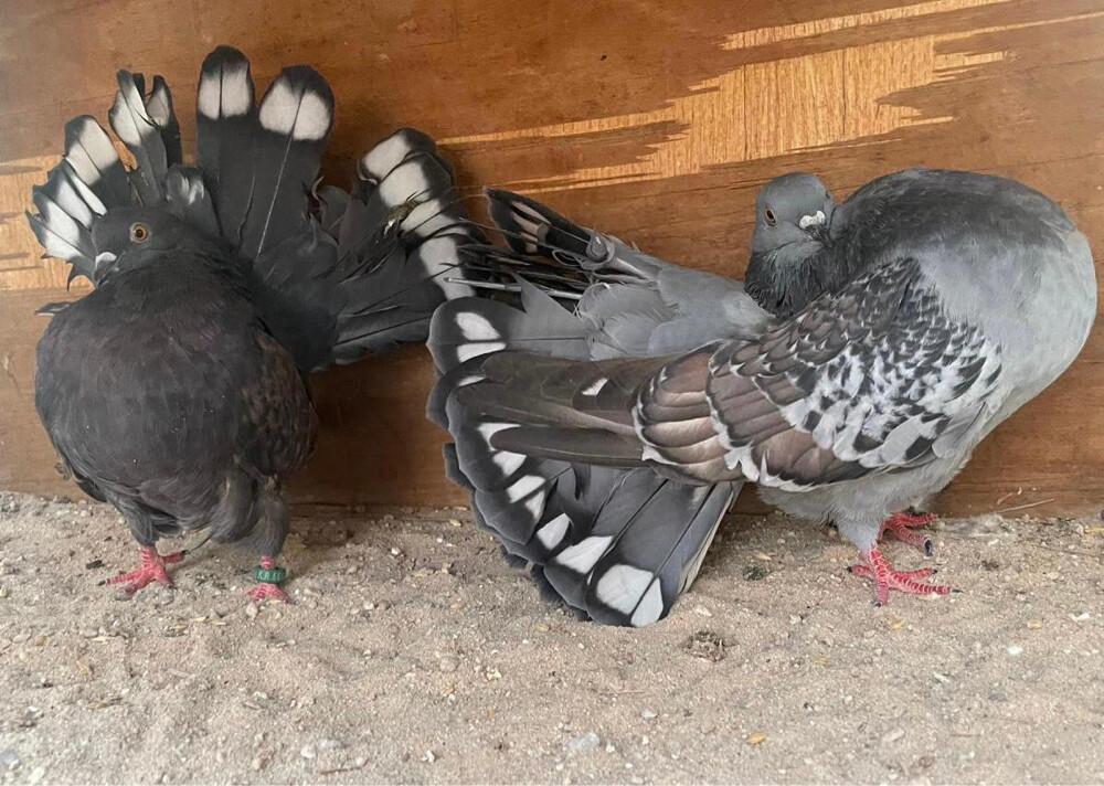 جوز شمسي فانتيل فراشة  - 3