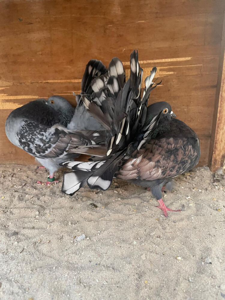 جوز شمسي فانتيل فراشة  - 4