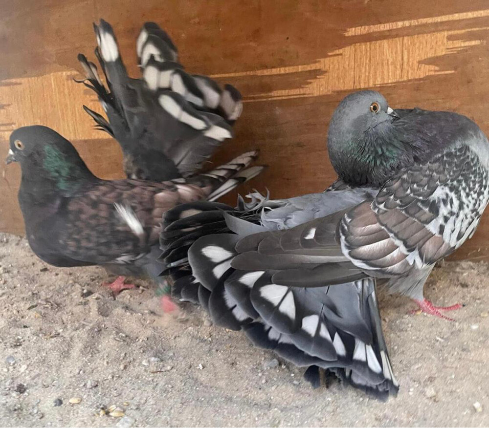 جوز شمسي فانتيل فراشة  - 7